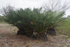 Macrozamia dyeri