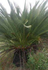 Macrozamia dyeri