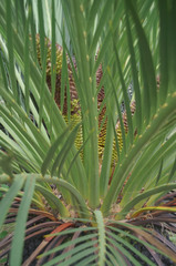 Macrozamia dyeri
