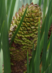 Macrozamia dyeri
