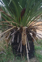 Macrozamia dyeri