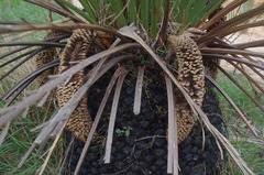 Macrozamia dyeri