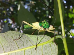 Paryphes