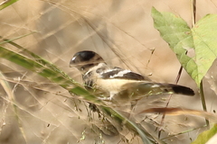 Sporophila morelleti