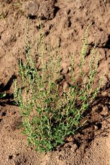 Chenopodium striatiforme