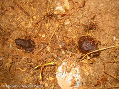 Pristimantis unistrigatus