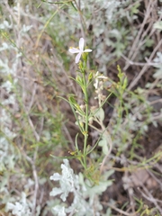Carlowrightia linearifolia
