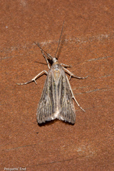 Eudonia atmogramma