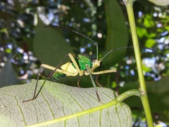 Paryphes