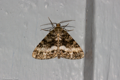 Pseudocoremia lactiflua