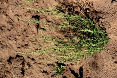 Chenopodium striatiforme