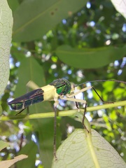 Paryphes