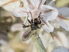 Thecophora propinqua