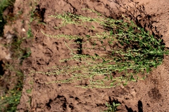 Chenopodium striatiforme