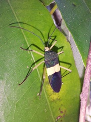 Paryphes