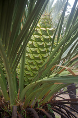 Macrozamia dyeri