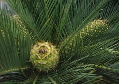 Macrozamia dyeri