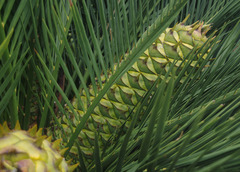 Macrozamia dyeri