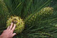 Macrozamia dyeri