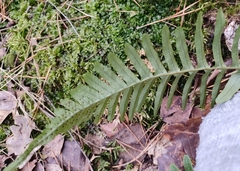 Polypodium vulgare