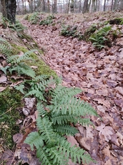 Polypodium vulgare