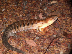 Tiliqua scincoides intermedia