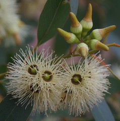 Eucalyptus occidentalis