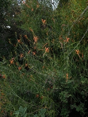 Anisacanthus linearis