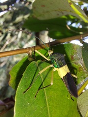 Paryphes