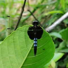 Erythrodiplax unimaculata