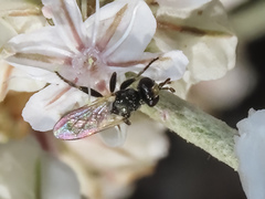 Thecophora propinqua