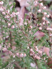 Calluna vulgaris