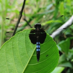 Erythrodiplax unimaculata