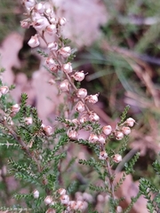 Calluna vulgaris