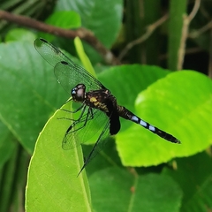 Erythrodiplax unimaculata