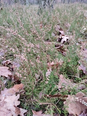 Calluna vulgaris