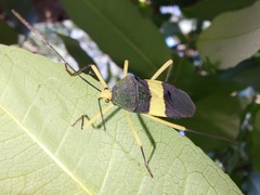 Paryphes
