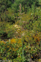 Arctagrostis arundinacea