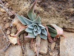 Echeveria strictiflora