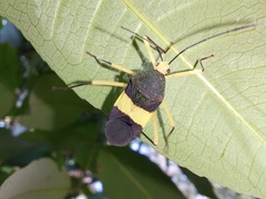 Paryphes