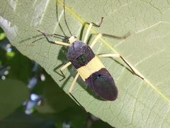 Paryphes