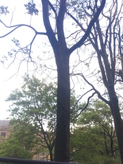 Phellodendron amurense