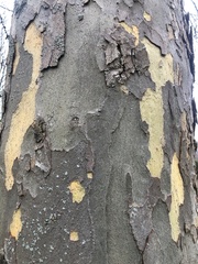 Platanus × hispanica