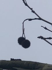 Platanus × hispanica