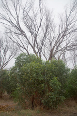 Eucalyptus occidentalis