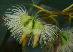 Eucalyptus occidentalis