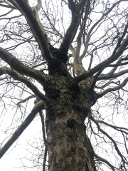 Platanus × hispanica