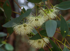 Eucalyptus occidentalis