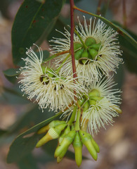 Eucalyptus occidentalis