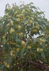 Eucalyptus occidentalis